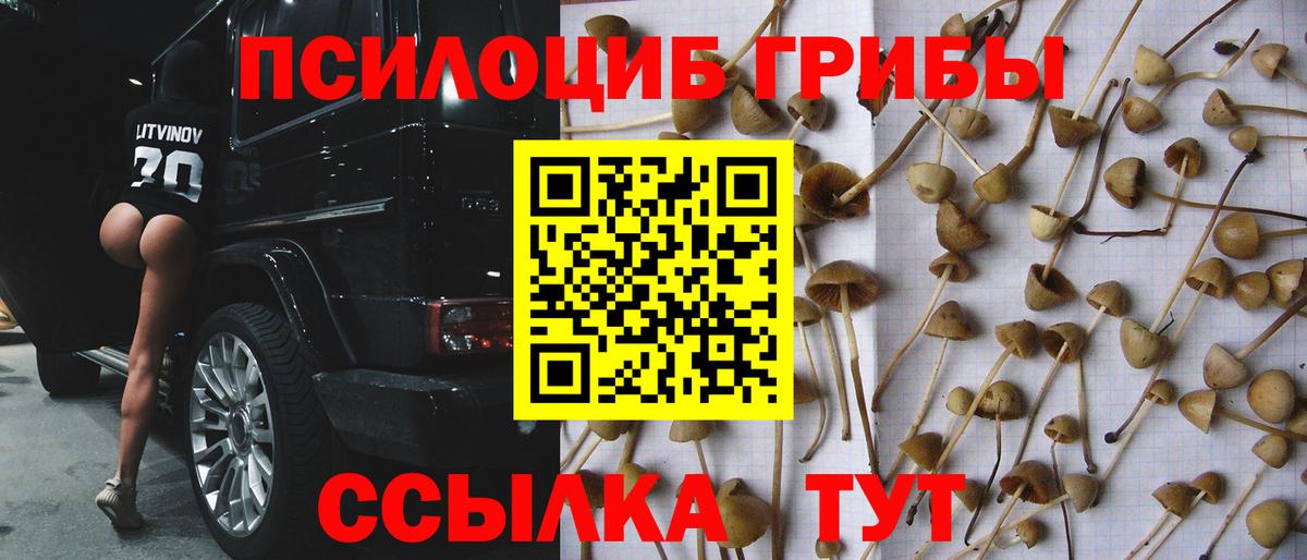 Галлюциногенные грибы Psilocybe Сургут