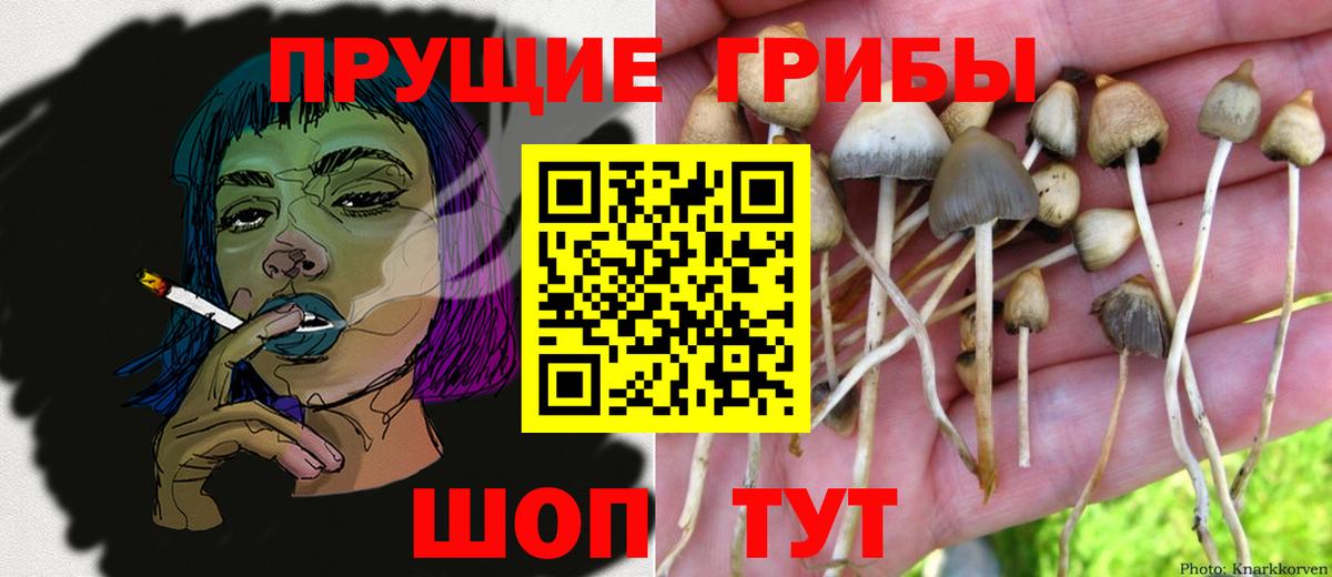 Псилоцибиновые грибы мицелий  Псилоцибиновые грибы Psilocybe  Сургут  Вход с VPN 